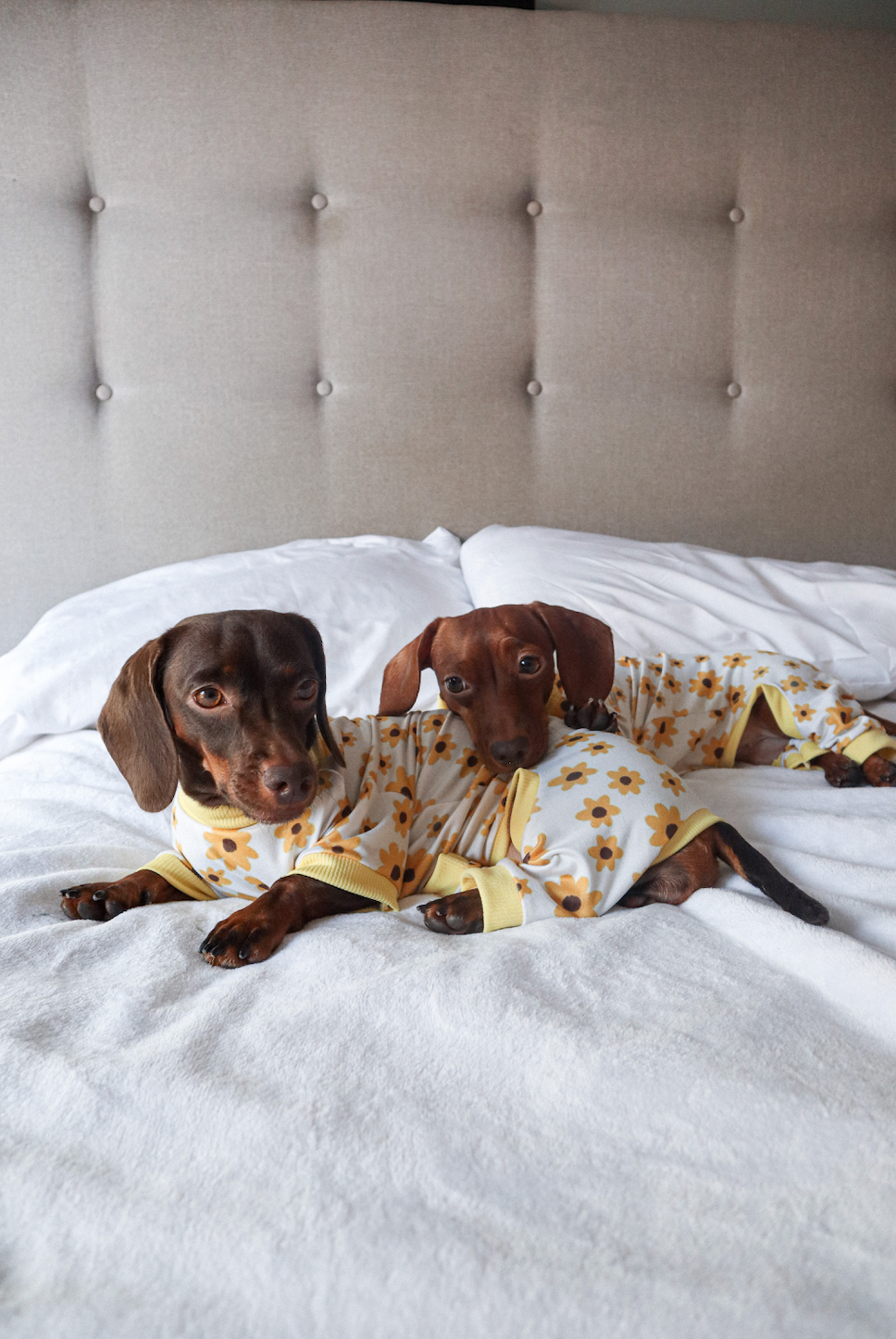 Pijama girasoles x pets