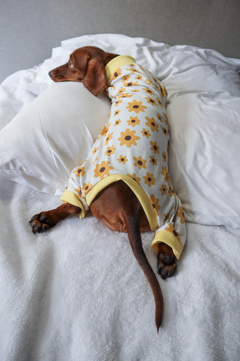 Pijama girasoles x pets