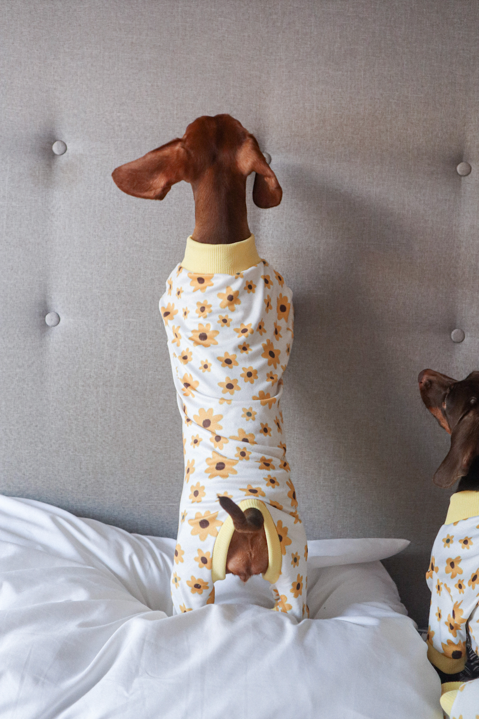 Pijama girasoles x pets