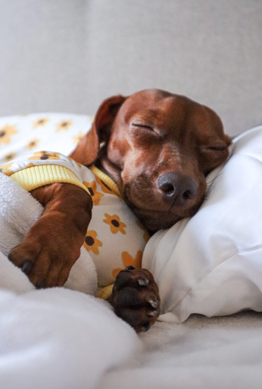 Pijama girasoles x pets
