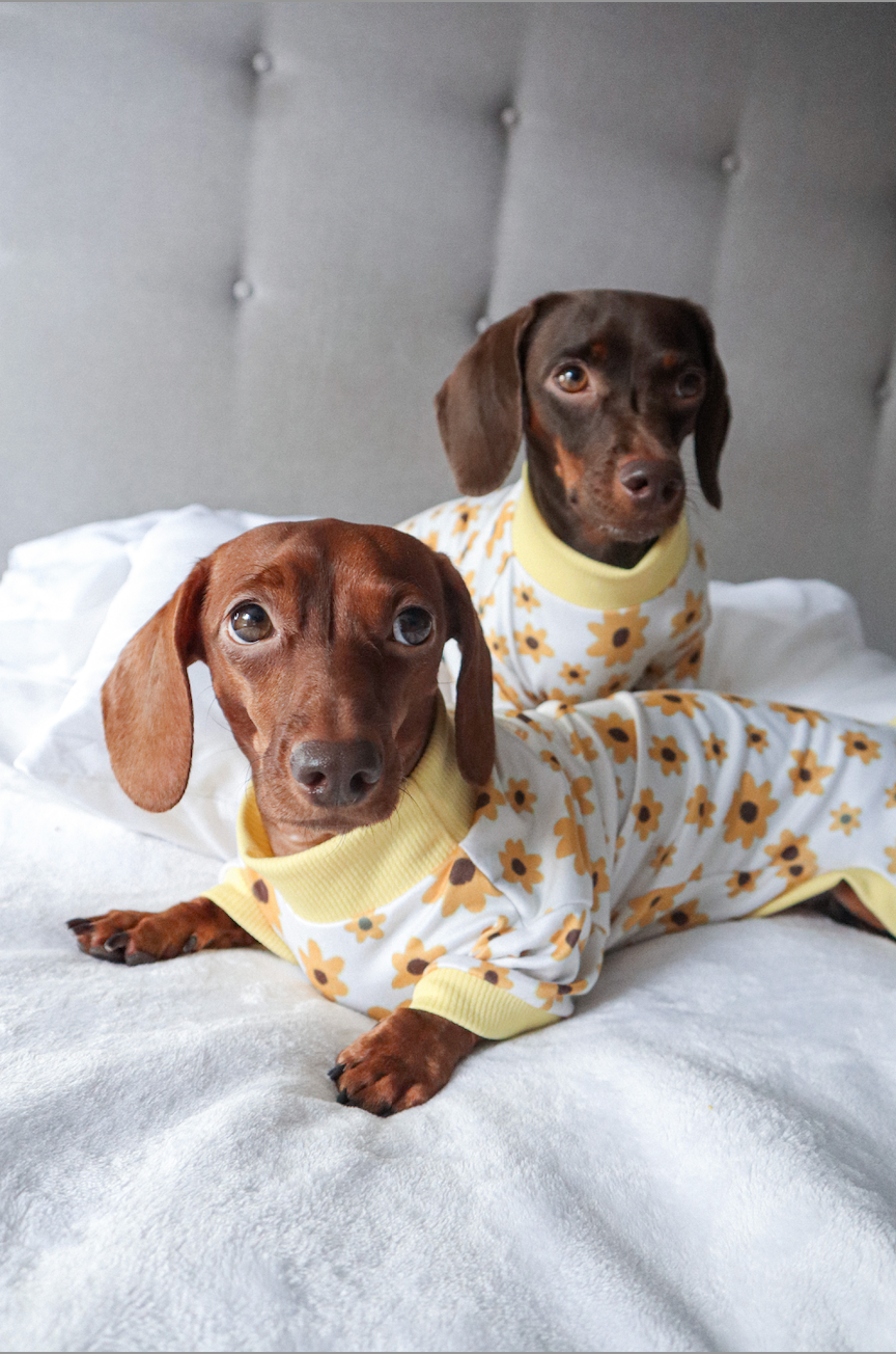 Pijama girasoles x pets