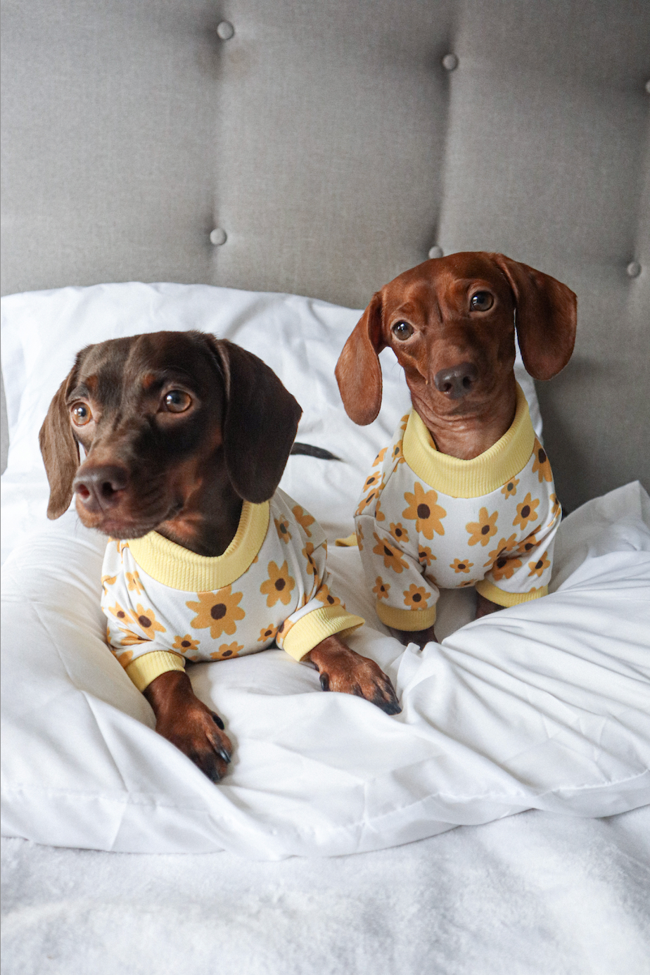 Pijama girasoles x pets