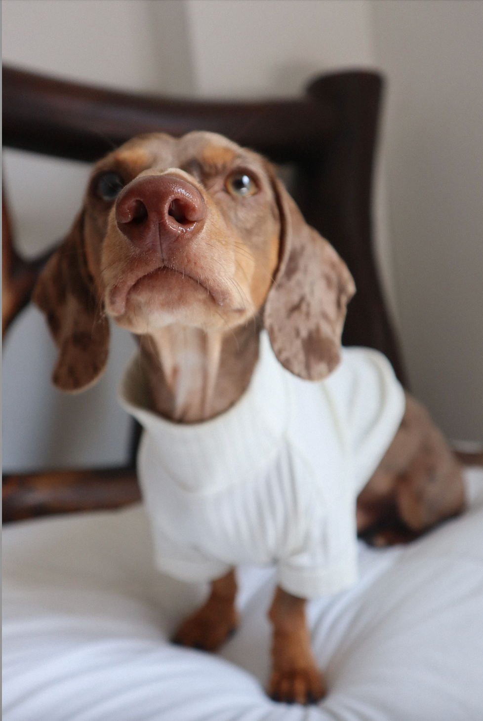 The stripped dog