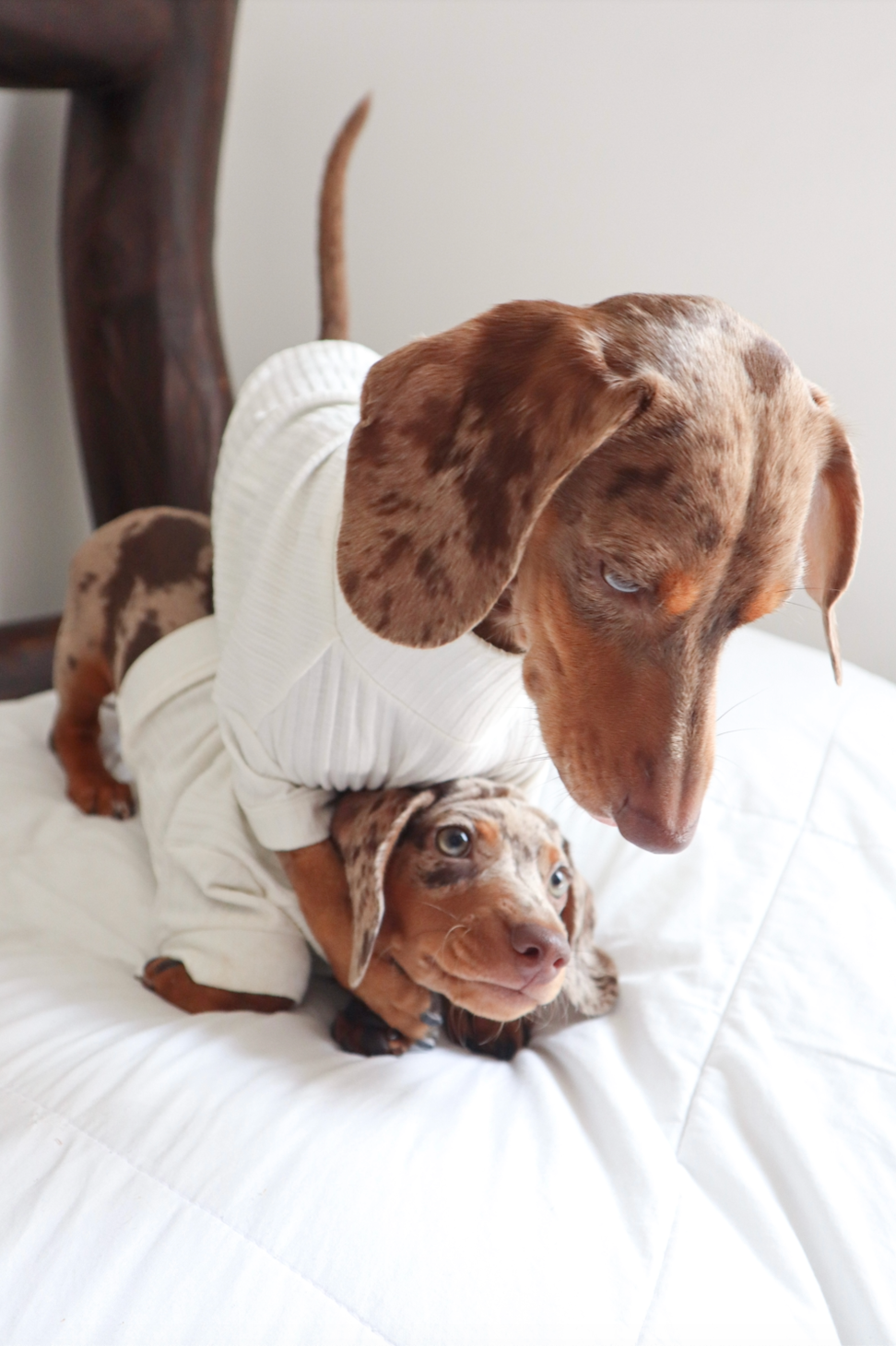 The stripped dog