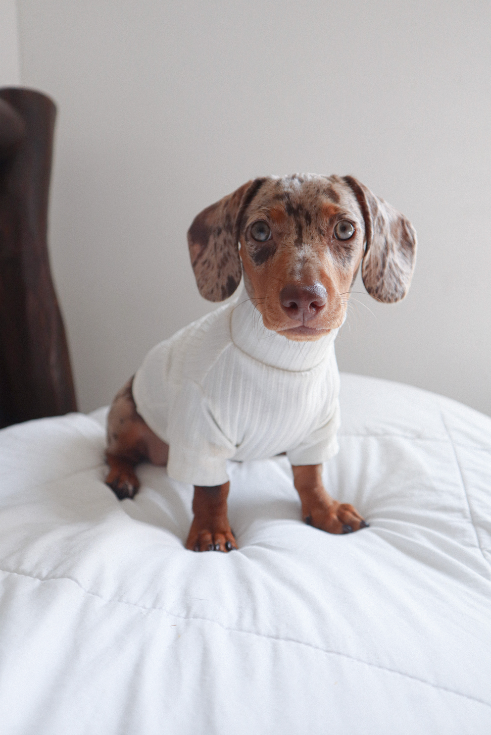 The stripped dog