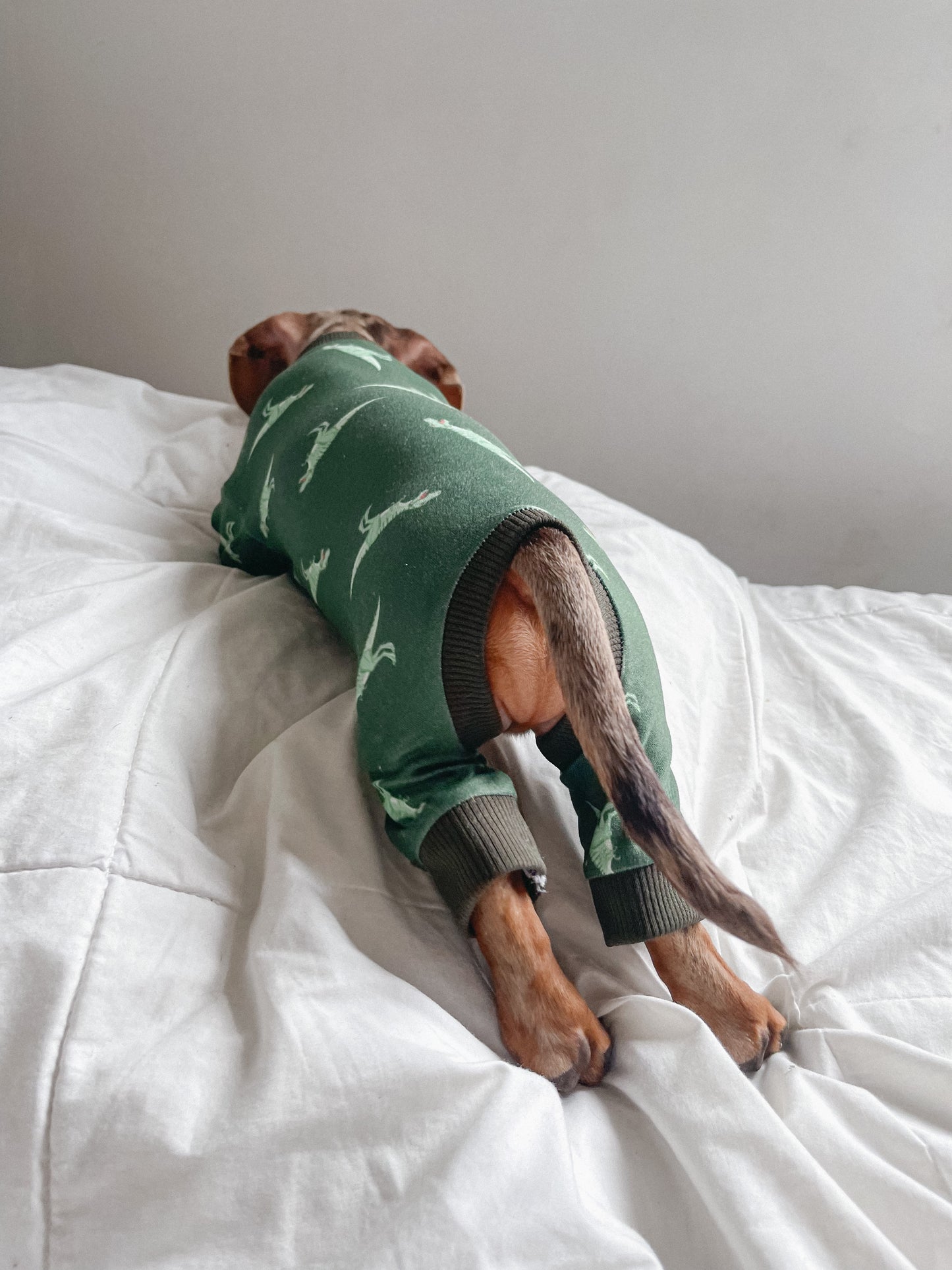 Pijama T-Rex x pets